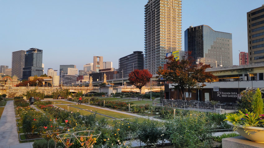 中之島公園 バラ園 20251114-nakanosimapark.jpg