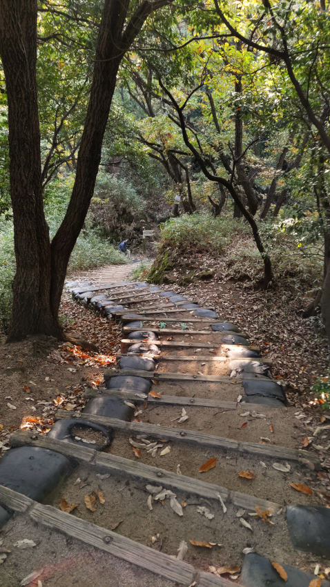野崎城址の八幡山から一旦下り、谷筋に降りる階段 20251114-nozakijyou-kudari.jpg