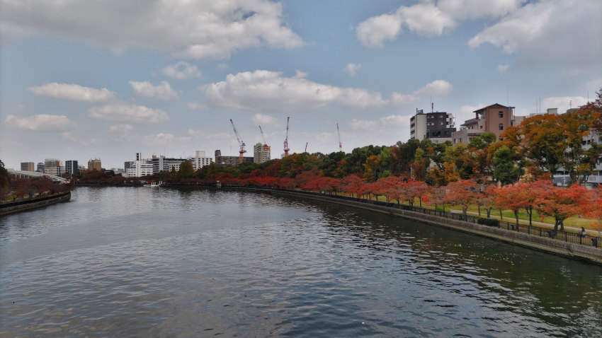 大川沿いの桜も完全に真っ赤に色づいている 20251114-ohkawa.jpg