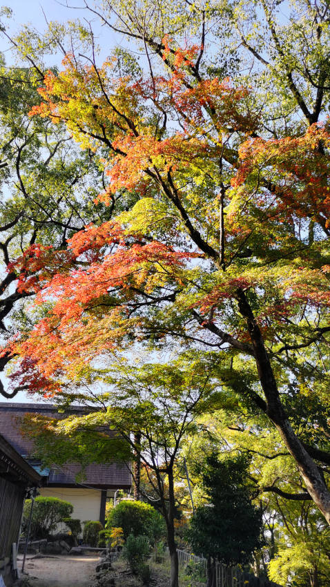 四條畷神社境内のカエデは紅葉し始め 20251114-sijyounawatejinjya-kouyou.jpg