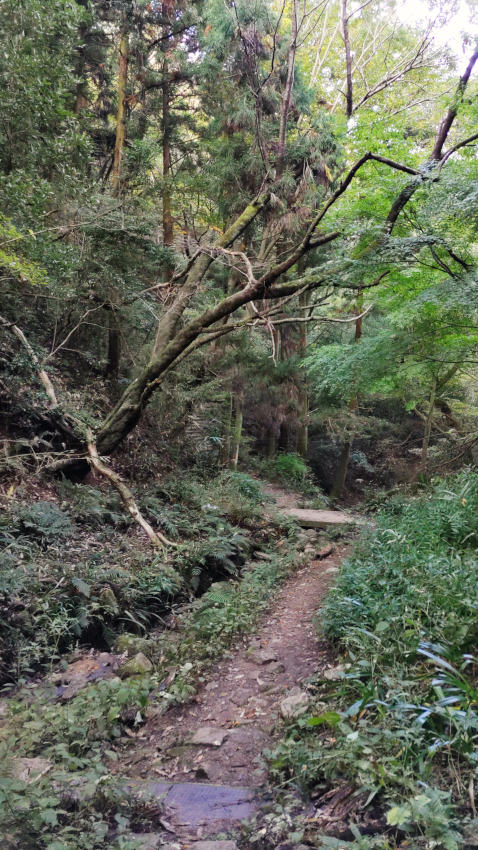 チョロチョロと水の流れる谷筋の小川を渡る 20251114-tanisuji-ogawa.jpg