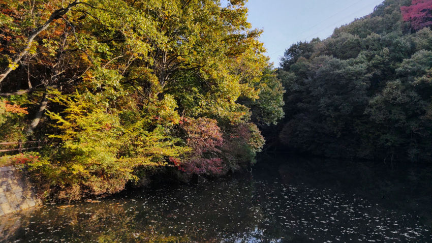 辻の新池 20251114-tujinosinike.jpg