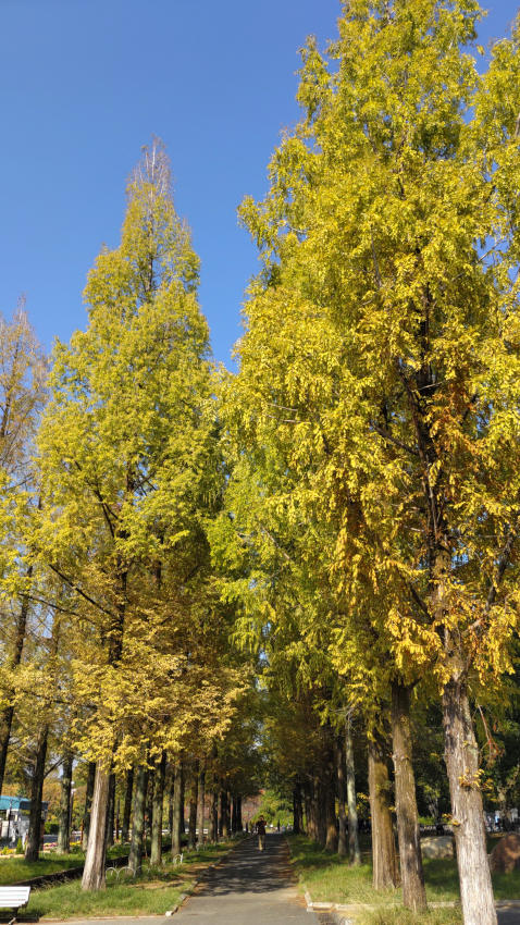 鶴見緑地 中央通りのメタセコイア並木 20251114-turumiryokuchi-namiki.jpg