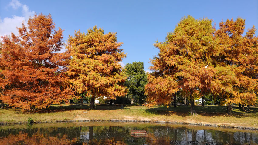 鶴見緑地 下池と紅葉したラクウショウ 20251114-turumiryokuchi-simoike.jpg