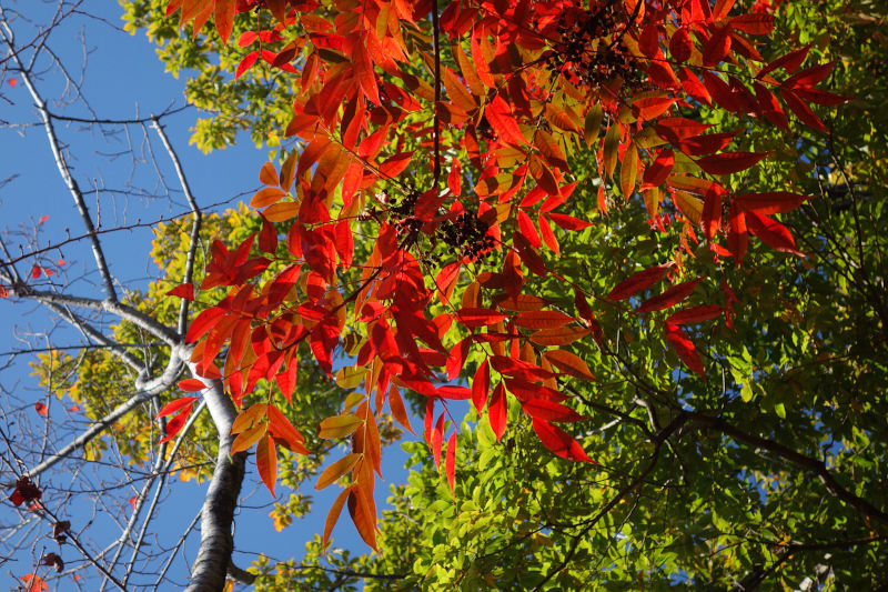 真っ赤に色づいたハゼノキ 20251117-hazenoki.jpg