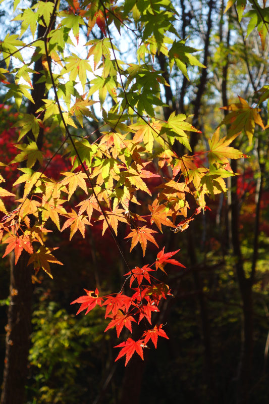 グラデーションに色づいたカエデ 20251117-kaede.jpg