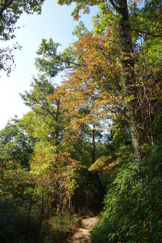 金鳥山に向けてなだらかな道を歩く 20251117-kintyousan-01.jpg