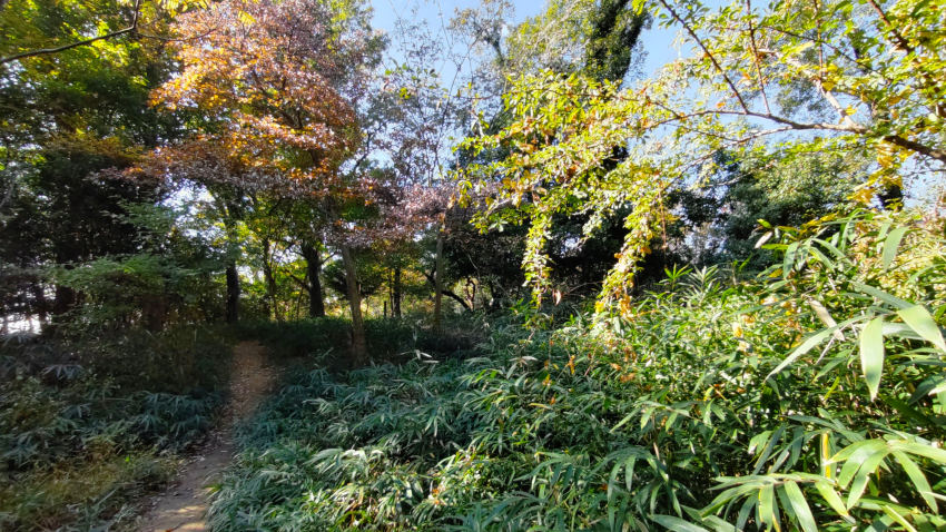 金鳥山の山頂付近。大規模な除草から半年経ち、だいぶ藪が復活してきた 20251117-kintyousan-02.jpg