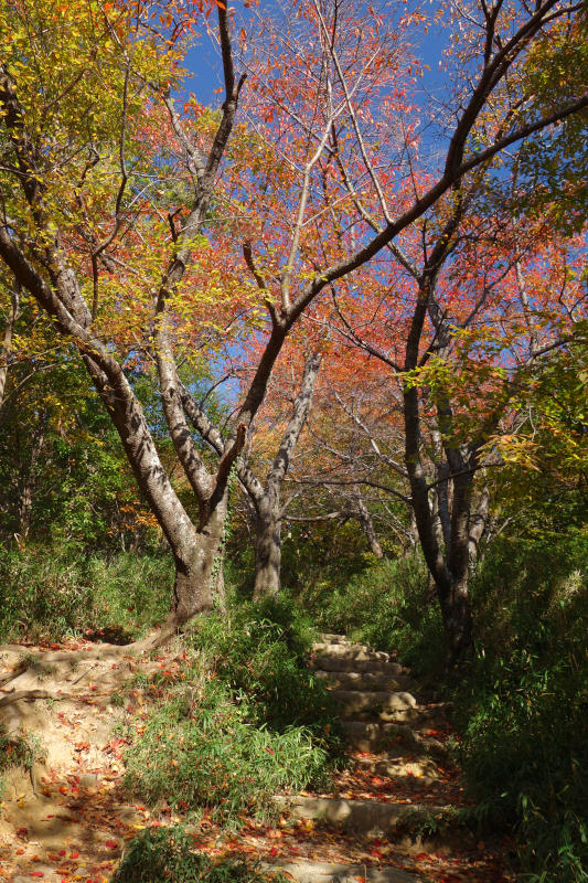 保久良神社に向け、桜並木の階段道を降りる 20251117-kintyousan-hokura-01.jpg