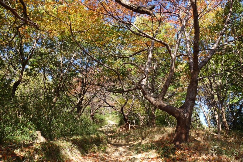 保久良神社に降りる階段道は、岡本桜回廊の一部分 20251117-kintyousan-hokura-03.jpg