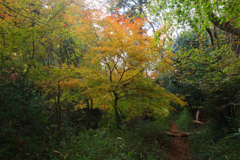 黒五谷を下っていくと、紅葉し始めたカエデがちらほらと現れる 20251117-kurogotani-02.jpg