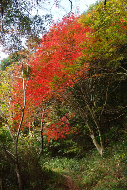 黒五谷第二堰堤までやってきた。見事に色づいたカエデがある 20251117-kurogotani-03.jpg