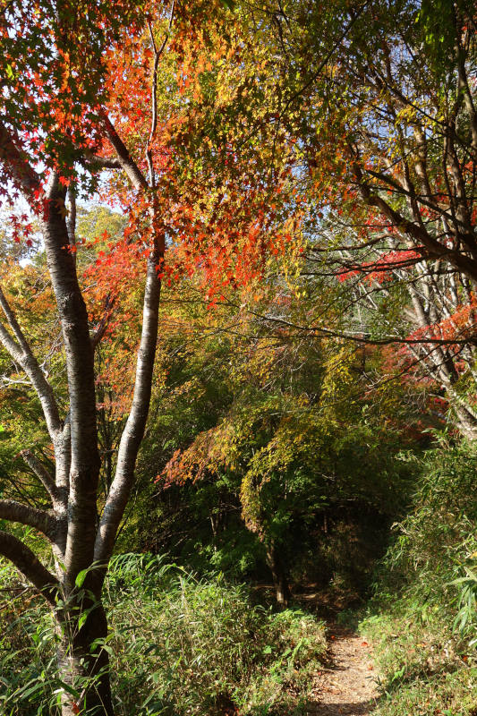 黒五谷第二堰堤の休憩所から少し進んだ場所の紅葉 20251117-kurogotani-04.jpg