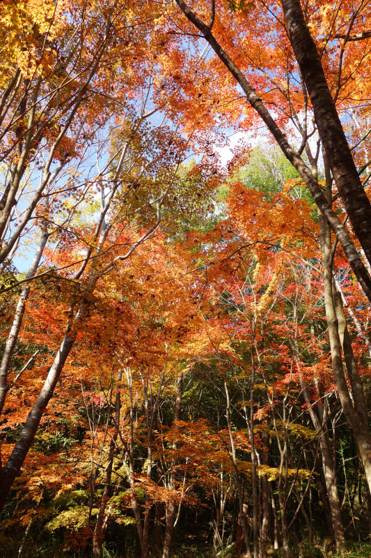 黒五谷の底に近づくと、見事に色づいたカエデの林がある 20251117-kurogotani-05.jpg