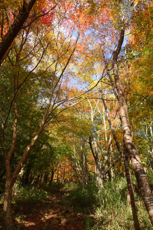 涸れ沢に沿って下る、紅葉し始めたカエデ並木 20251117-kurogotani-06.jpg