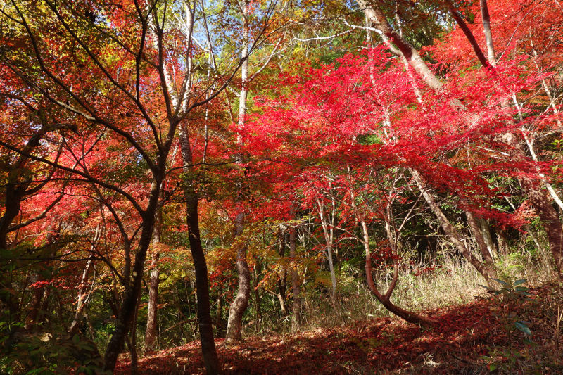 まもなく黒五谷の底。見事に色づいたカエデに囲まれる 20251117-kurogotani-07.jpg