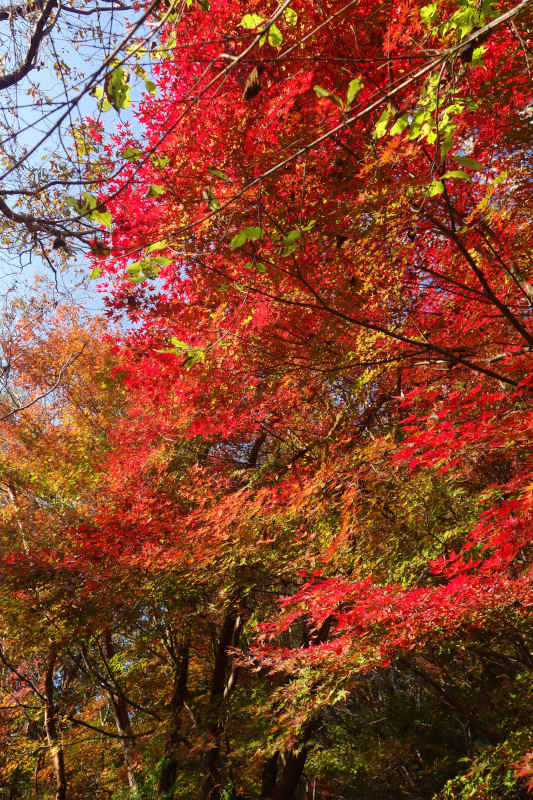 背の高いカエデが見事に紅葉している 20251117-kurogotani-08.jpg
