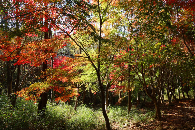 黒五谷の底に到着。密生しているカエデは紅葉し始め 20251117-kurogotani-09.jpg