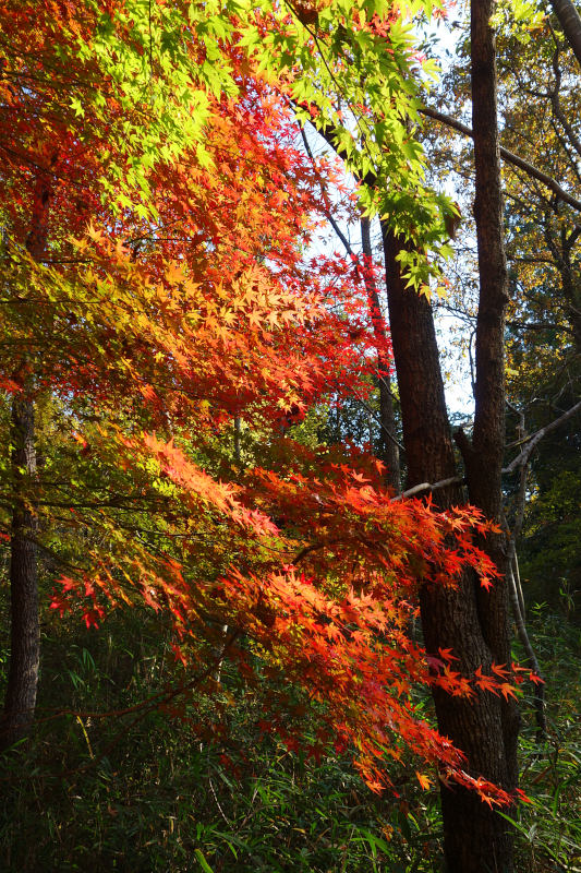 緑から黄、赤まで色づきの各段階が混じったカエデ 20251117-kurogotani-10.jpg