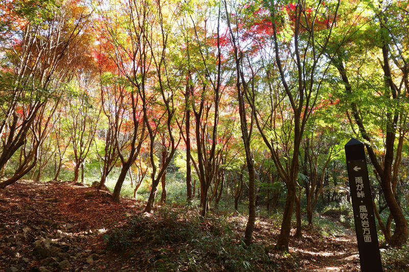 黒五谷の「底」にある分岐点の道標 20251117-kurogotani-11.jpg