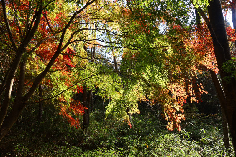 逆光で光り輝いているカエデ 20251117-kurogotani-12.jpg