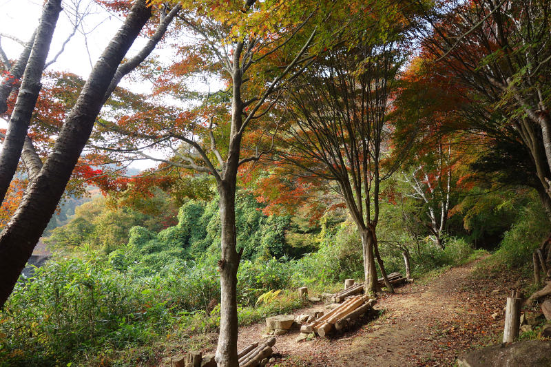 黒五谷第二堰堤を見下ろす休憩所。頭上のカエデは紅葉し始め 20251117-kurogotani-dai2entei.jpg