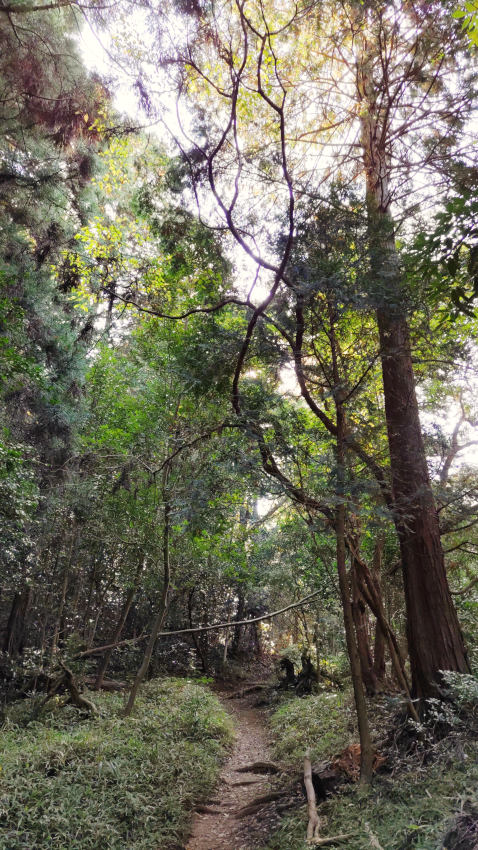 黒五谷から打越峠まで標高差50mほど登る 20251117-kurogotani-uchikositouge.jpg