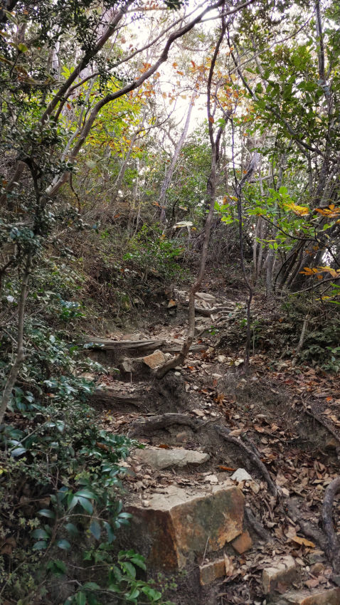 七兵衛山に登る 20251117-sitibeisan-01.jpg