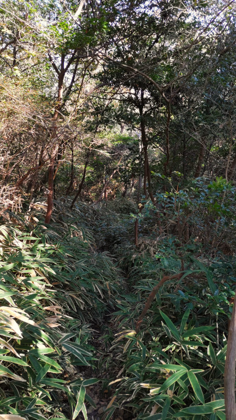 笹薮を抜けて七兵衛山を降りる 20251117-sitibeisan-04.jpg