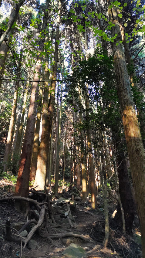 植林の杉林を抜けて、水平道(森林管理道)に向けて降りる 20251117-sitibeisan-05.jpg