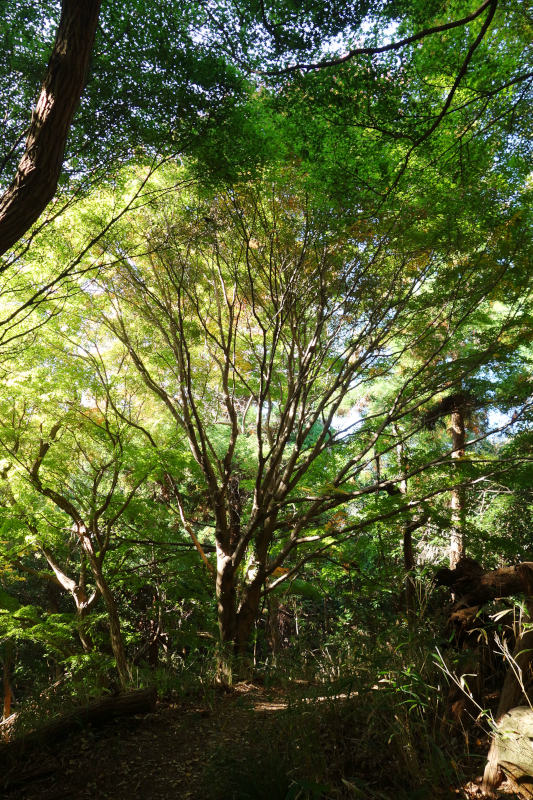 水平道(森林管理道)のカエデの大木。谷間で日当たりが良くないため、全く紅葉していない 20251117-suiheidou-01.jpg