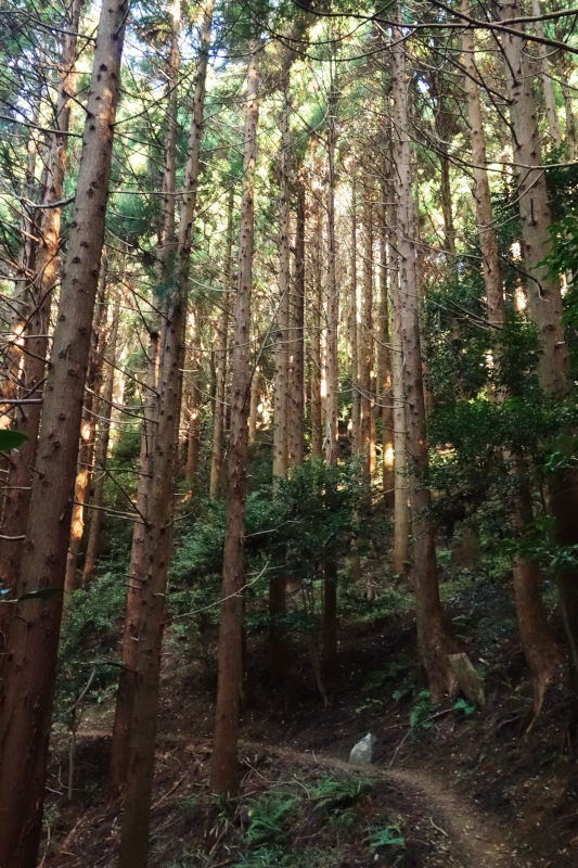 その名の通り、植林を管理するための「森林管理道(水平道)」 20251117-suiheidou-02.jpg