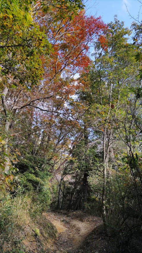 なだらかな道がしばらく続く 20251117-totoyamichi-01.jpg