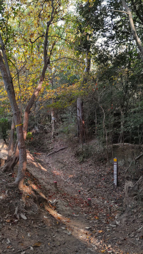 甲南女子大学の登山口から続く魚屋道と合流する 20251117-totoyamichi-bunki.jpg