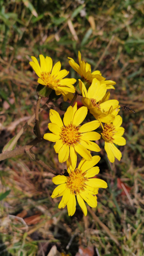 ツワブキ 20251117-tuwabuki.jpg