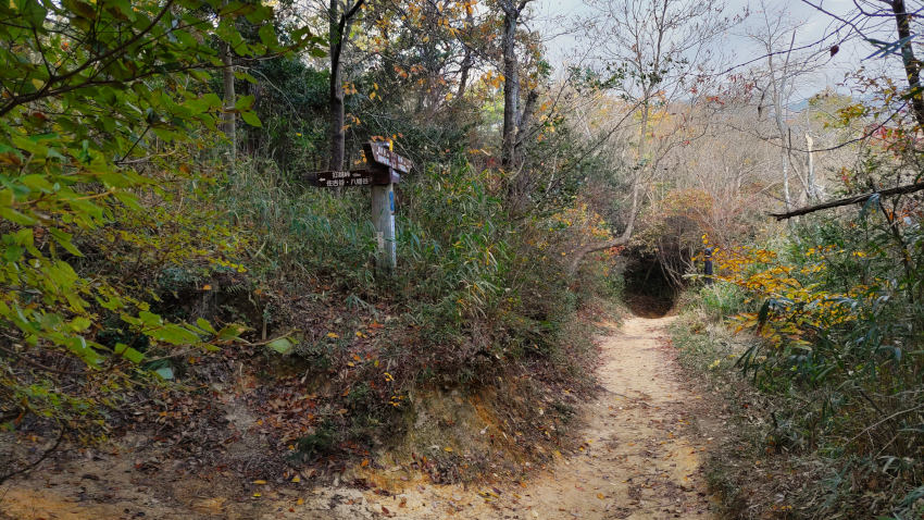 打越山からの尾根筋の道が分岐する 20251117-utikosiyamaone-bunki.jpg