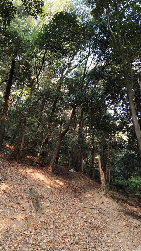 登山口から薬科大尾根に取り付くまでの急登 20251117-yakkadaione-01.jpg