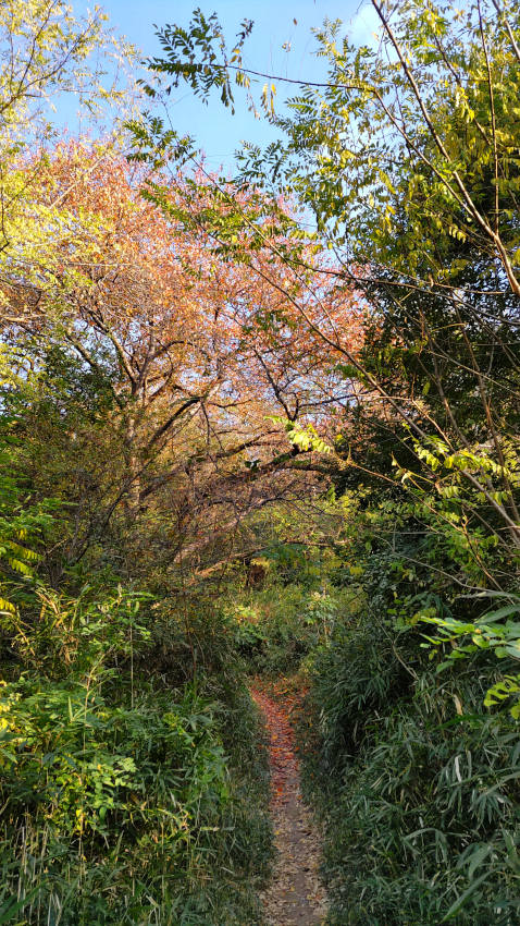 桜の紅葉が進んでいる薬科大尾根 20251117-yakkadaione-02.jpg
