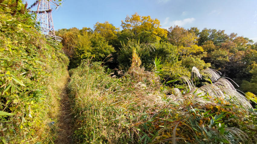 薬科大尾根の日当たりの良い場所ではササが繁茂しているが、人が通れるだけの幅がきっちりと刈り取られている 20251117-yakkadaione-04.jpg