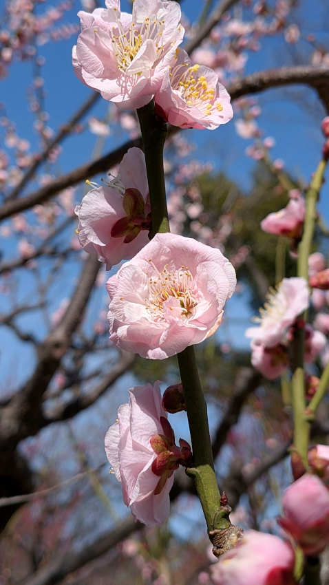 藤田邸跡公園の梅 20260301-fujitatei-bairin-02.jpg