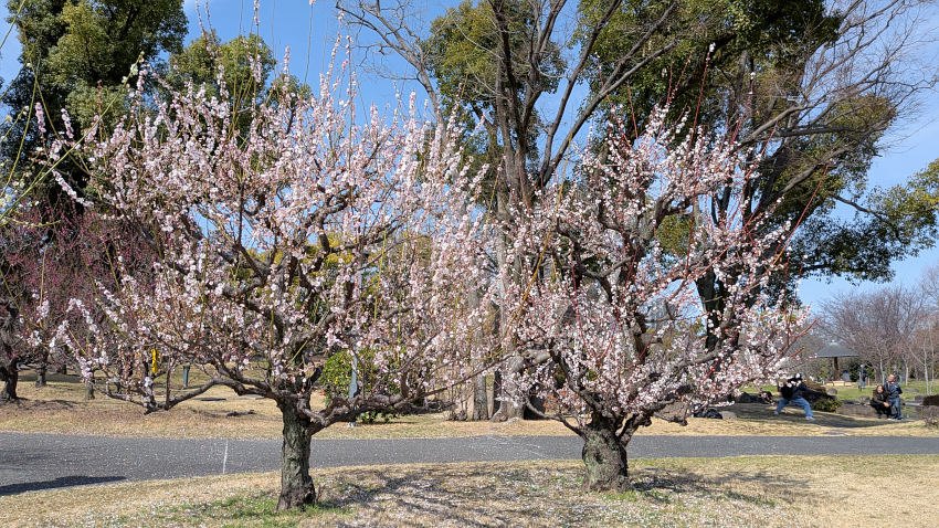藤田邸跡公園 芝生広場北側の梅林は満開 20260301-fujitatei-bairin.jpg