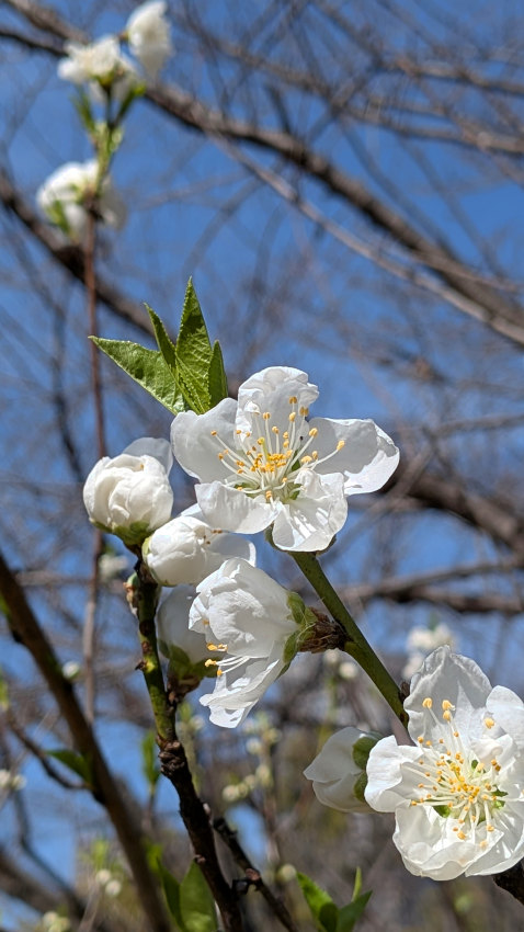 藤田邸跡公園 関白桃 20260301-fujitatei-kanpakumomo.jpg
