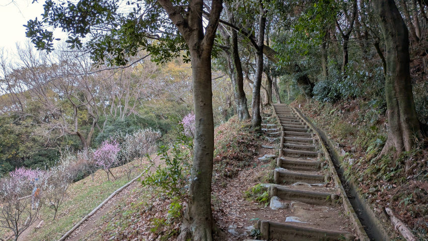 四條畷神社の東側斜面、梅林の横を登る 20260301-sijyounawatejinjya-06-bairin.jpg
