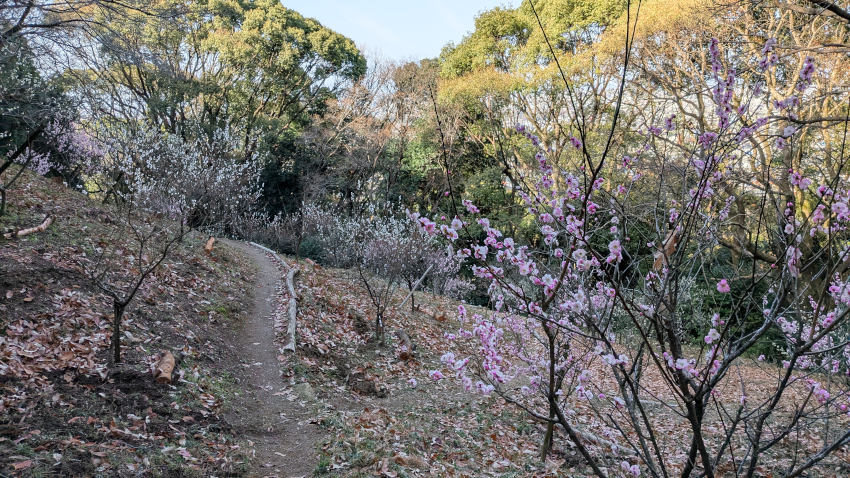 四條畷神社の梅林 20260301-sijyounawatejinjya-07-bairin.jpg