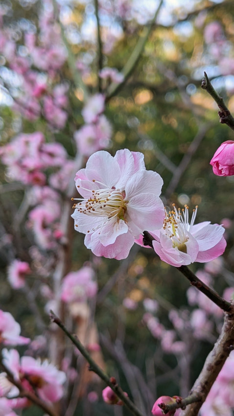 四條畷神社の梅林 20260301-sijyounawatejinjya-08-bairin.jpg