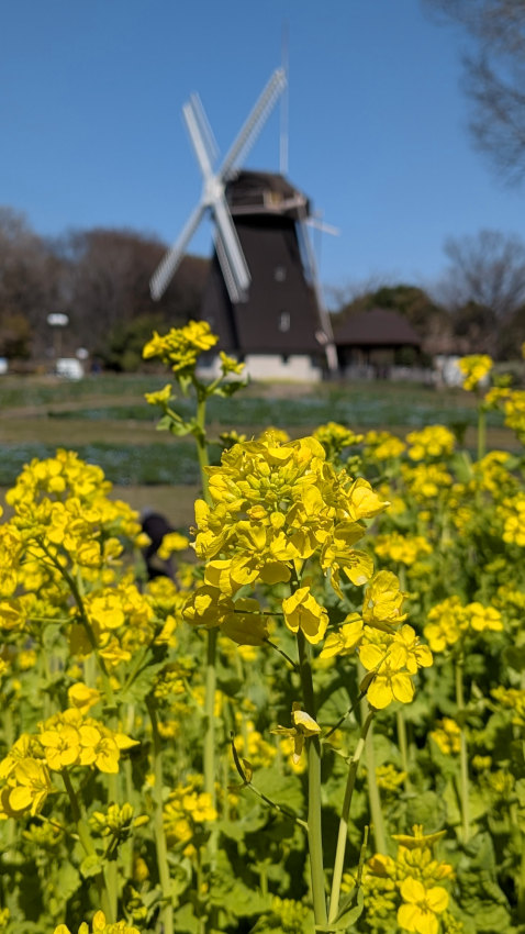 アブラナ 20260311-aburana.jpg