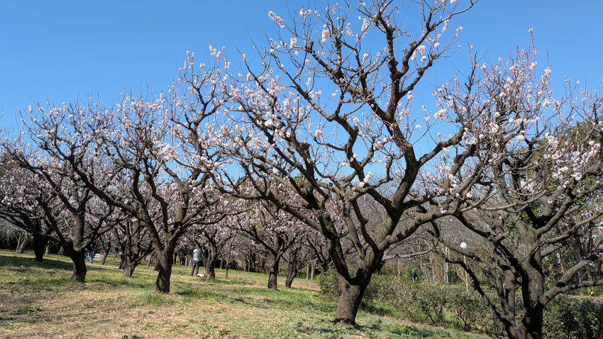 梅林 20260311-bairin-01.jpg