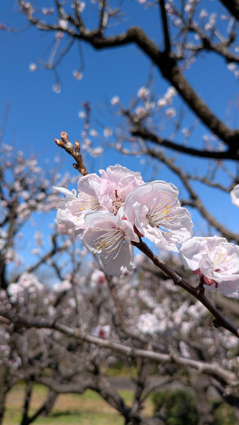 梅林の梅。今が満開 20260311-bairin-02.jpg