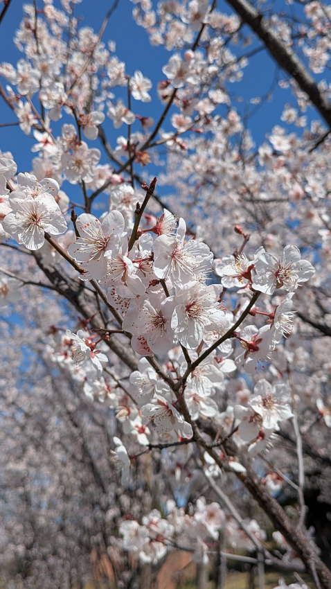 ベニバスモモ 20260311-benibasumomo-02.jpg