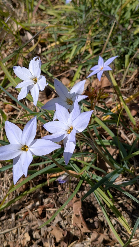 ハナニラ 20260311-hananira.jpg